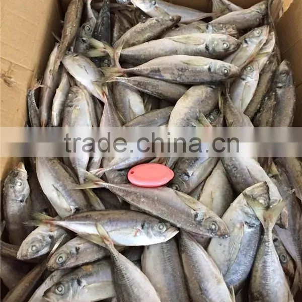 Frozen Horse Mackerel Fish Whole Round photo-6