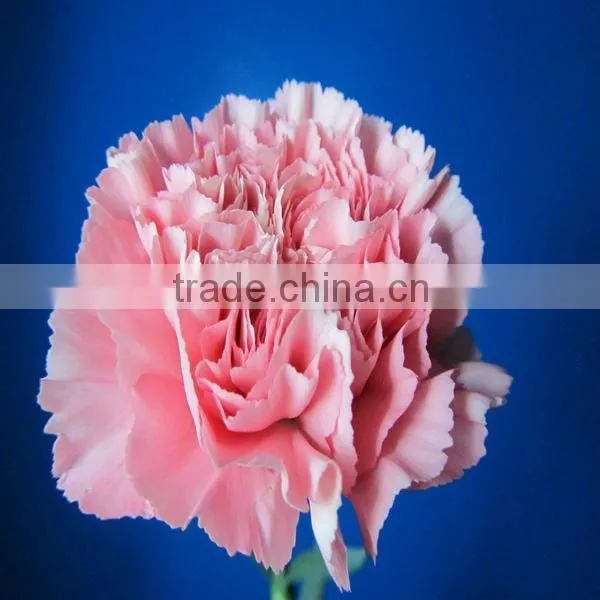Exporters of Good Quality Fresh Cut Flowres Carnations in Bulk From Qingyi photo-2