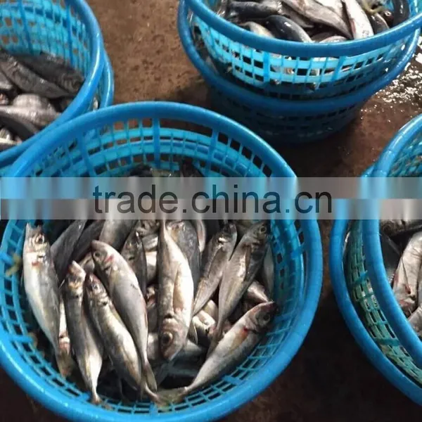 Frozen Whole Round Horse Mackerel 20cm From China Supplier photo-2