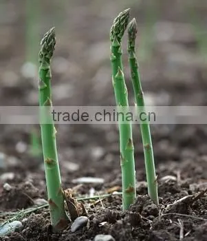 Canned Green Asparagus Tips and Cuts/Canned Food/Canned Vegetables photo-4