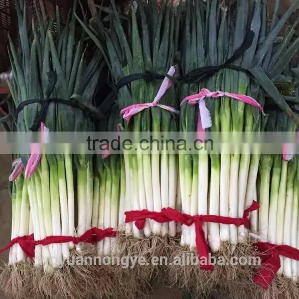 Green Onion photo-2