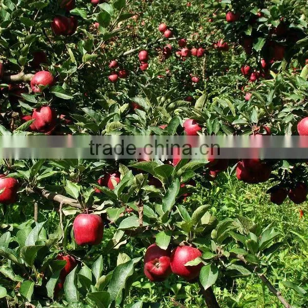 Red Delicious Apple Huaniu Apple Brand YiTian Fresh Red Delicious Apple photo-5