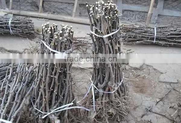 Date Trees Seedling photo-4