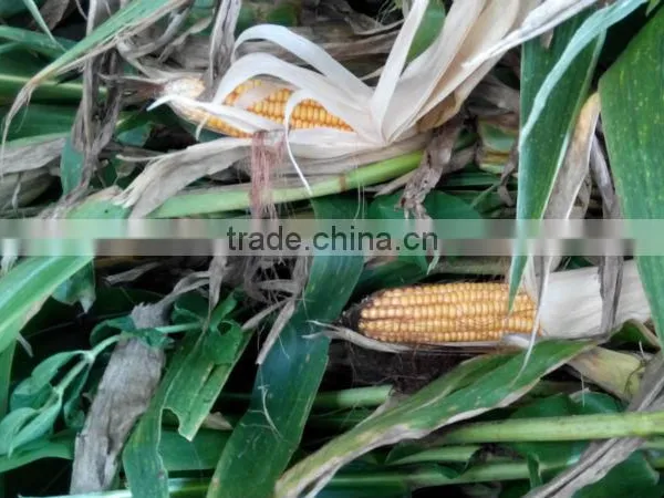 Corn Silage photo-5