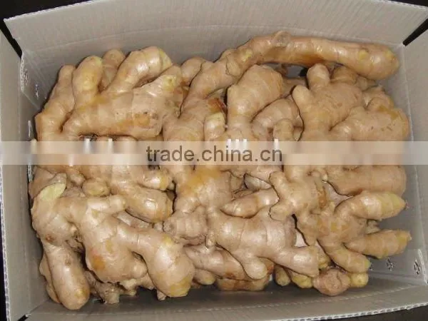 Chinese Fresh Air Dried Ginger photo-3