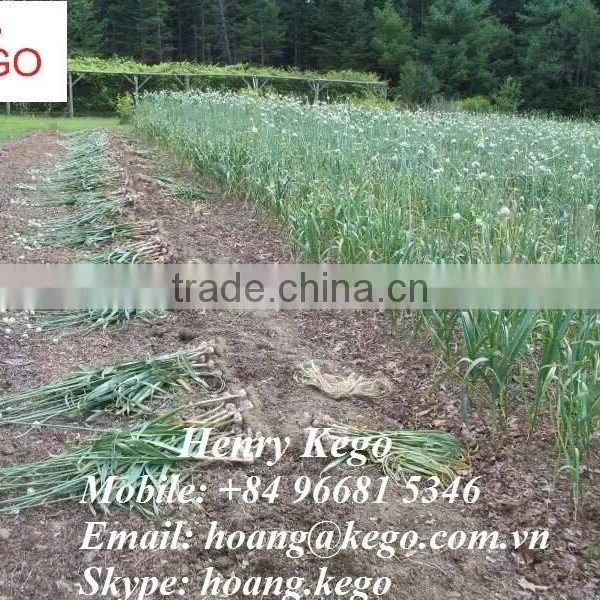 Fresh Garlic photo-4
