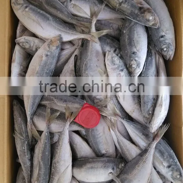 Horse Mackerel HGT photo-2