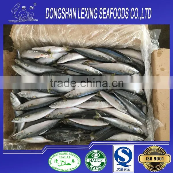Whole Round Frozen Pacific Mackerel photo-2
