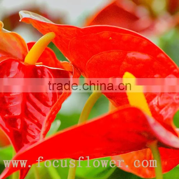 Wholesale Fresh Cut Flower Plants Anthurium From Kunming photo-5