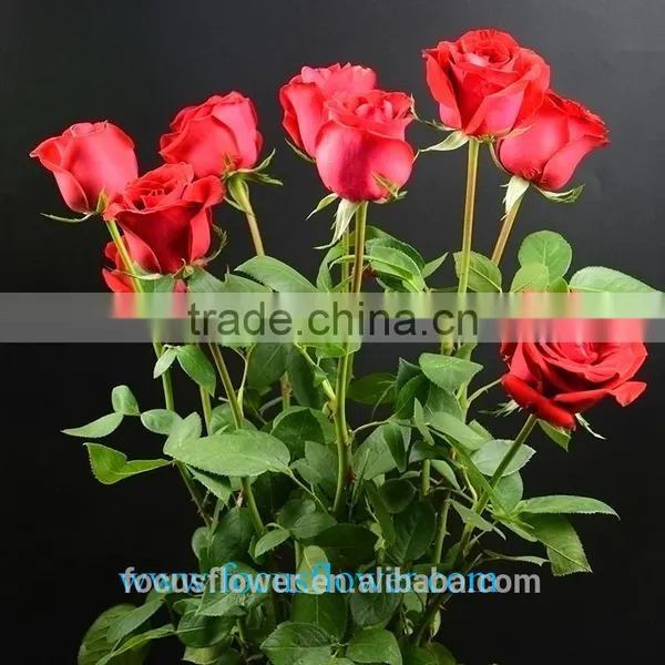 High Quality Ecuadorian Roses Export Fresh Cut Rose Flowers Carola Roses From Kunming photo-3