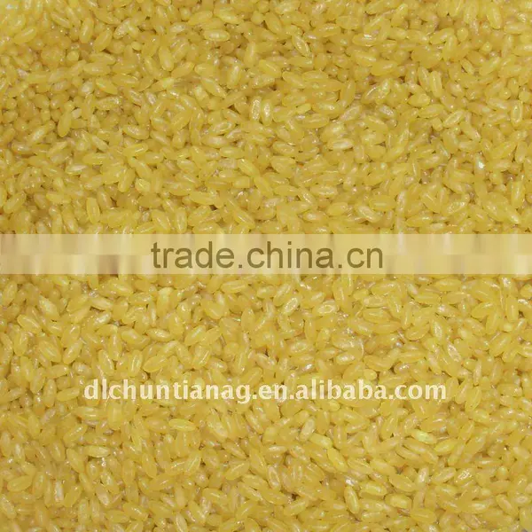 golden rice