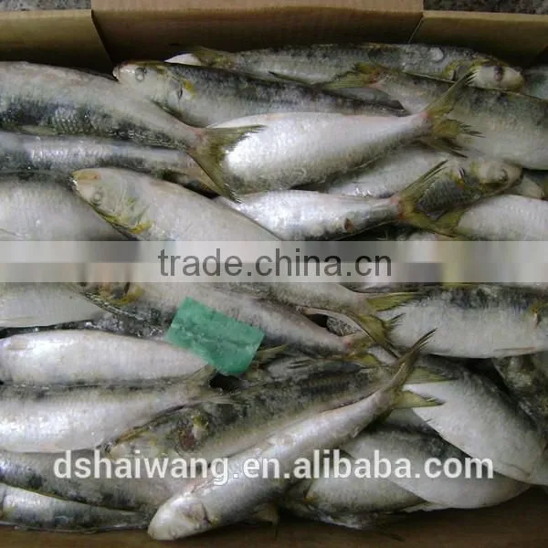 Frozen Sardine for Market photo-3