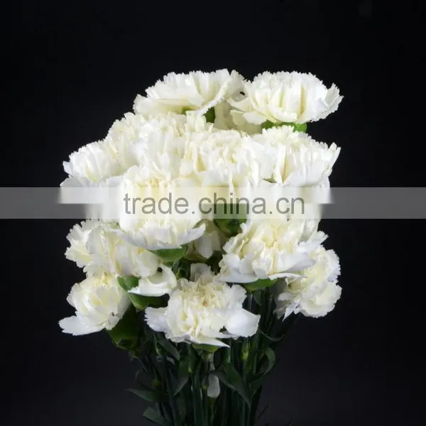 Best Quality Snow White Carnation Flowers Export photo-2