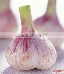Chinese New Fresh Normal White Qixian Garlic
