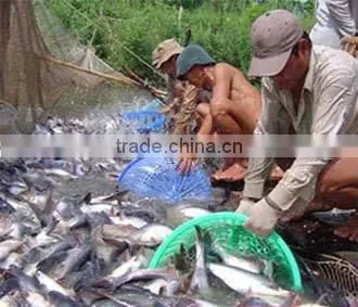 FROZEN PANGASIUS WHOLE ROUND photo-6