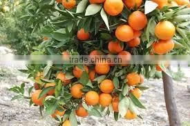 FRESH MANDARIN photo-3