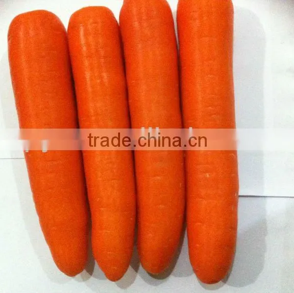 Hot-sell Fresh Carrot photo-3