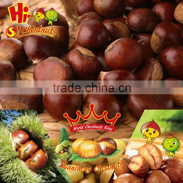 Hebei Organic Fresh Chestnuts photo-4