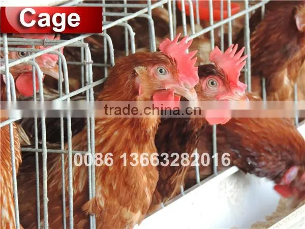 TA NO.1 Reduction Sale Galvanized and Quality Fittings Growing Broiler Chicken Cage photo-2