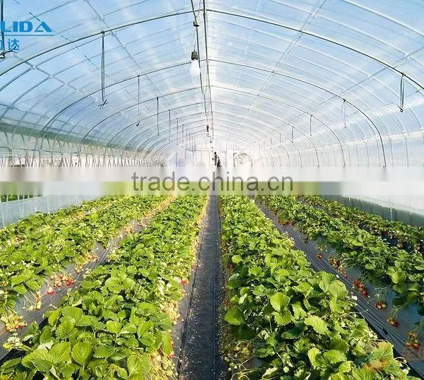 Multi Span Greenhouse photo-2