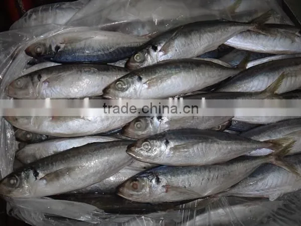 Horse Mackerel/Frozen Mackerel Fish photo-2