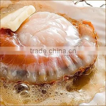 Best-selling , Delicious Frozen Seafood , Scallops With One/two Shells Made in Japan photo-2