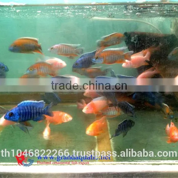 Malawi Cichlid Fish Farm for Sale and Export photo-6