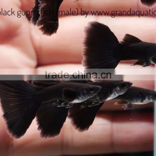 Full Black Guppy for Freshwater Aquarium Fish Export Company From Thailand photo-2