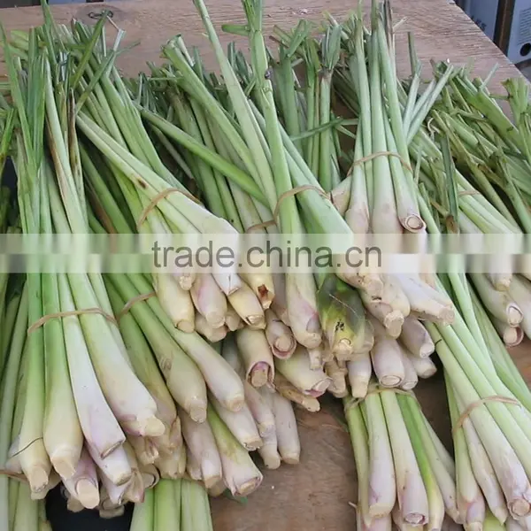Fresh Lemongrass Vegetable in Vietnam/ Frozen Lemongrass photo-3