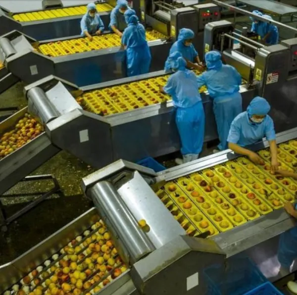 Professional Full Automatic Turnkey Project Canned Fruit Production Line photo-2