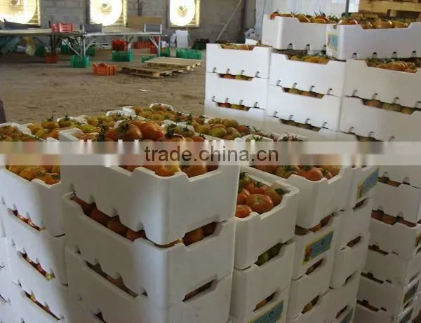 CE&ISO STANDRAD EPS Fish Box Making Machine photo-5