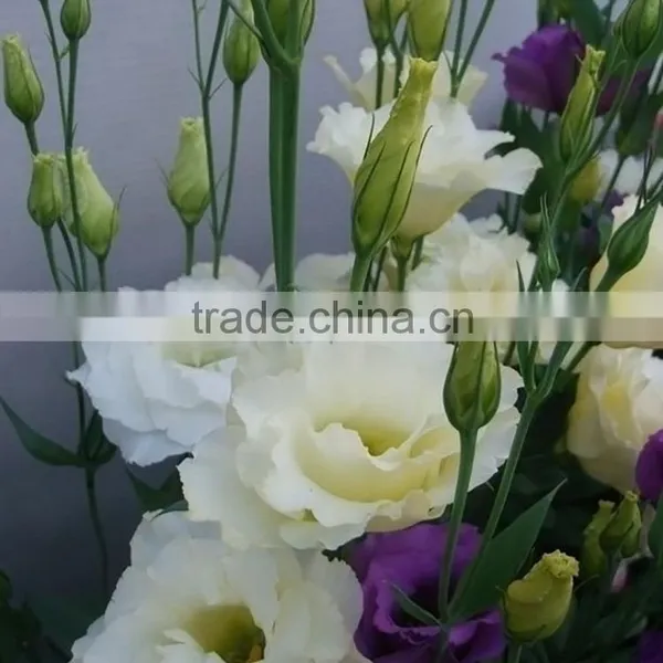 Super Quality OEM Natural Fresh Cut Flower Eustoma photo-4