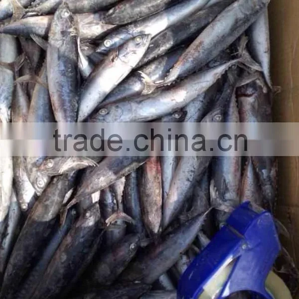 A Grade 5-8pcs/kg Seafrozen Bonito WR photo-5