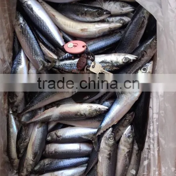 Pacific Mackerel New Coming Seafood photo-2