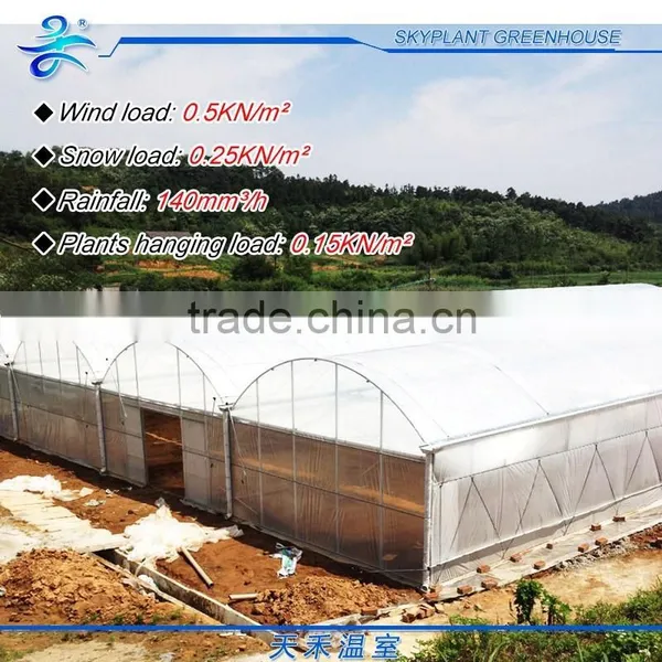 Large 10m Span Multi-Span Plastic Vegetable Greenhouse photo-2