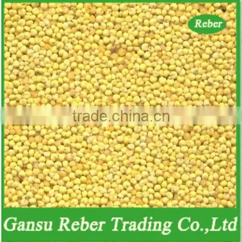 Hulled Yellow Broomcorn Millet