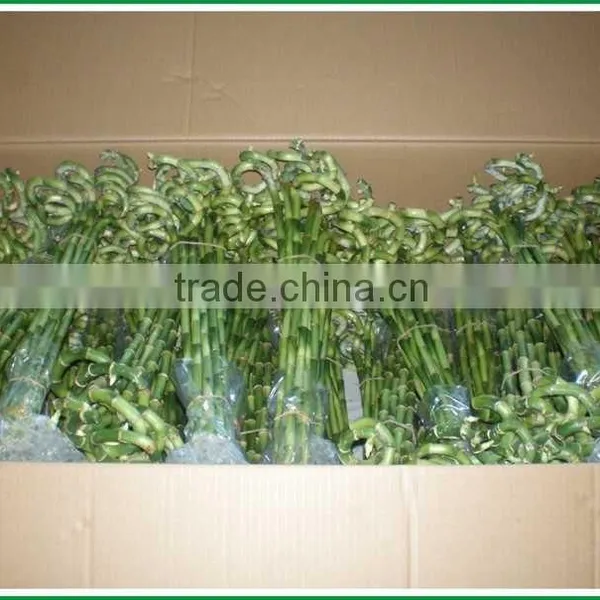Spiral Lucky Bamboo Stem Bonsai 15cm-100cm Dracaena Sanderiana Indoor Aquatic Feng Shui Plants Nursery Garden Decoration photo-4