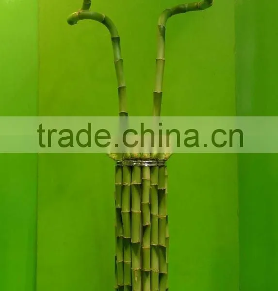 Curly Spiral Lucky Bamboo Arrangement Dracaena Sanderiana Indoor Ornamental Aquatic Feng Shui Plants Nursery Garden Decoration photo-4