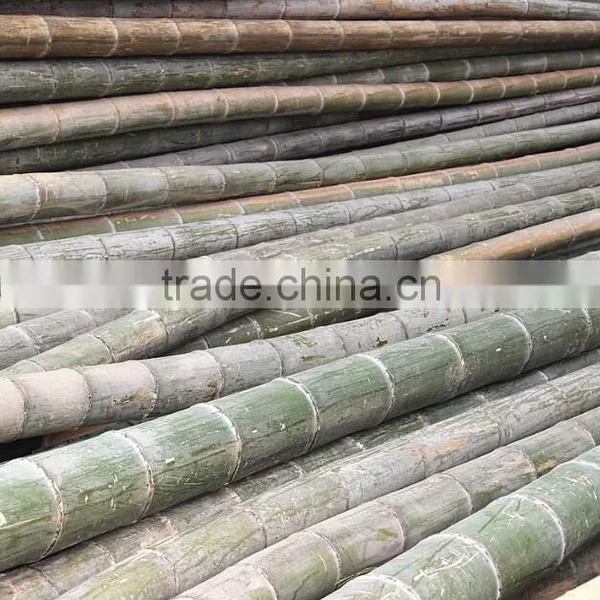 Bamboo Poles and Bamboo Bent Pole photo-4