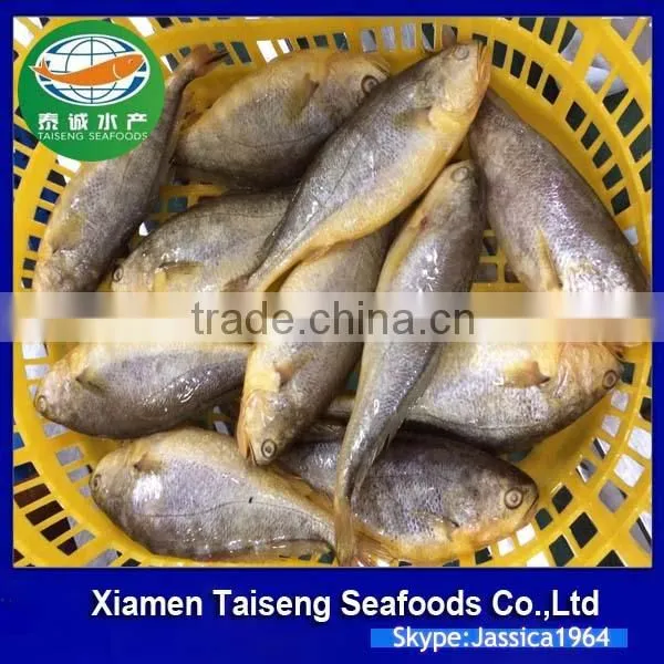 China Seafood Supplier Frozen Yellow Croaker With Good Quality photo-3