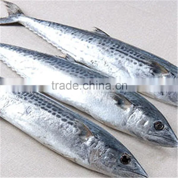 Ice Australian Spotted Mackerel for Sale