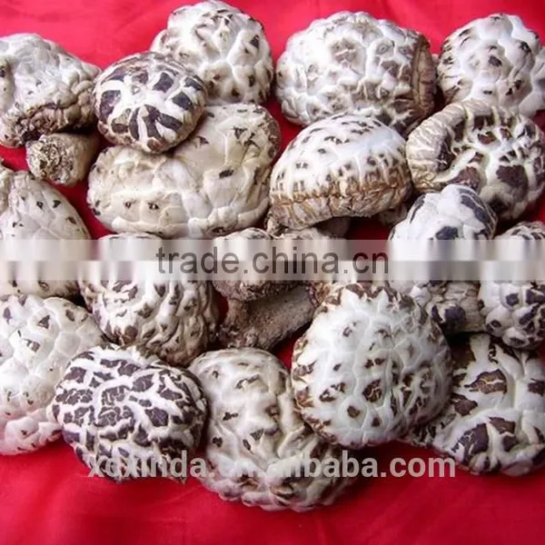 2015 Export Shiitake Mushroom ,Top Nutrition White Flower Mushroom