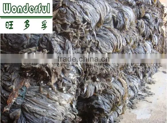 Organic Kelp Cut/ Export to Russia and Ukraine/ Good Healthy Seaweed Food, Wholesale Price photo-3