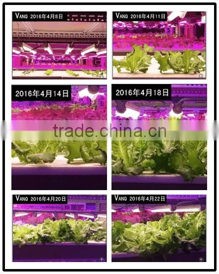 2017 Hotsale Tube Grow Lights 20w for Tomatoes,30% More Harvest,red/blue/full Spectrum photo-3