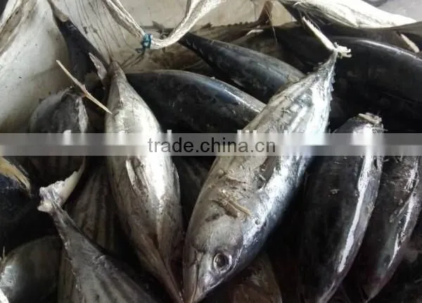 Precooked Skipjack Tuna Loin