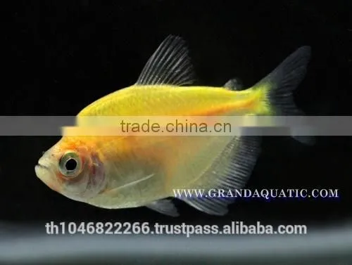 White Skirt Tetras Fish Farm For Sale and Export photo-3