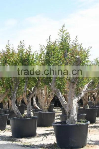 Pomegranate (Punica Granatum) Trees photo-2