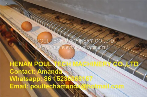 South Africa Chicken Farming Full Automatic H Frame Layer Cage & Chicken Cage & Hen Coop & Laying Hen Cage in Poultry House & Chicken Shed photo-2