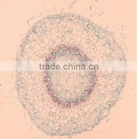 Plant Root Slides , Plant Root Tip Slides , Root Slides of Botany, Root Slides of Root photo-2