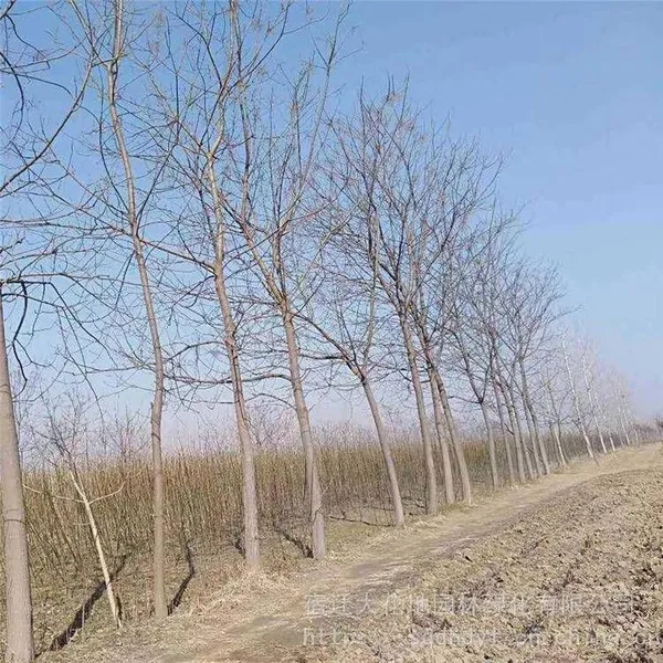 New Price Quotation for Melia Azedarach Trees With a 10 - Centimeter Caliper in Jiangsu in 2020 From the Melia Azedarach Tree Base for Street Trees photo-2